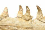 Mosasaur Jaw Section with Twelve Teeth - Morocco #189998-4